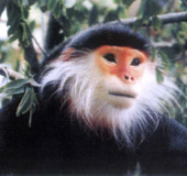 Ngăn chặn tàn sát thú quý