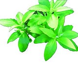Lá xương sông trị nhiều bệnh