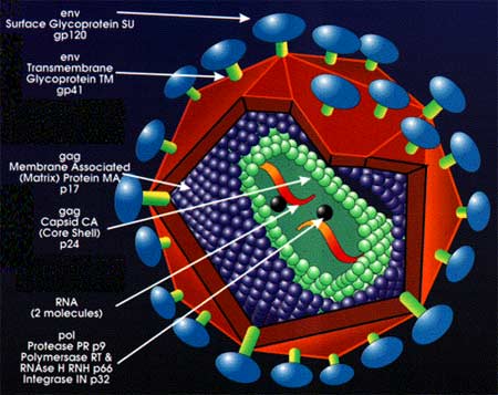 Cắt bao quy đầu sẽ không bị nhiễm HIV?