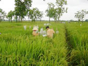 "Việt lai 24" - lúa "thương hiệu Việt"