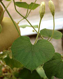 Phương pháp trồng cây mướp Nhật