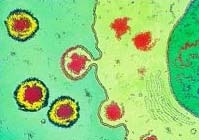 HIV lẩn trốn trong cơ thể như thế nào?