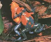 Muôn màu chuyện "yêu" của động vật