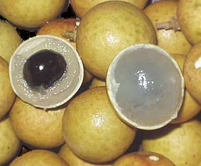 Long nhãn làm thuốc