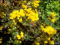 Thuốc berberine có thể chữa bệnh tiểu đường
