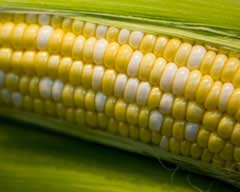 Ngô, bí đỏ… giúp tăng cường thị lực cho người cao tuổi