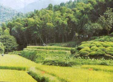 Ấn Độ sản xuất điện từ tre