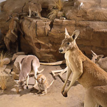 Thuốc tránh thai cho... Kangaroo