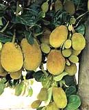 Chữa mụn nhọt bằng mít