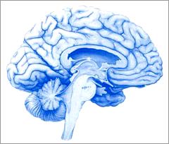 Phát hiện phân tử của trí nhớ