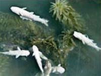 Thảm họa tràn chất hóa học ở Tây Ba Nha