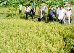 Chọn giống tốt - Nền tảng của chương trình “3 giảm, 3 tăng”