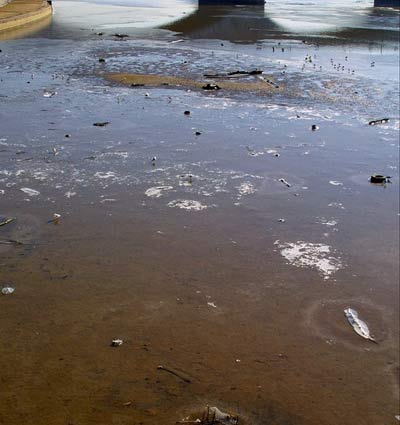 Mỹ: Nước sông Potomac ô nhiễm làm thay đổi giới tính của cá