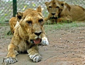 Thí nghiệm thảm họa tại vườn thú Ấn Độ