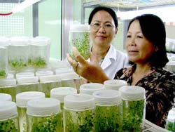 Để giống cấy mô xuống ruộng đồng