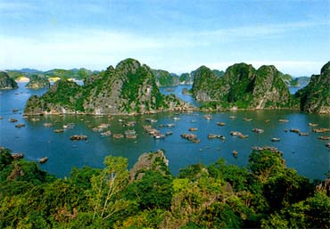 Một đàn cá heo thường xuyên xuất hiện tại vườn quốc gia Bái Tử Long