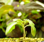 Loài cây leo biết "đánh hơi"