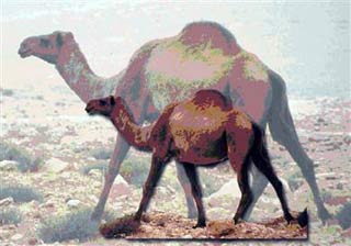 Lạc đà cổ đại to như con voi