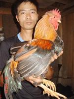 Gà 7 cựa trên đất Tổ
