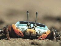 Cáy đổi màu vỏ để phòng thân