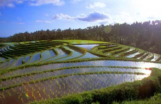 Giống và mùa vụ lúa đông xuân