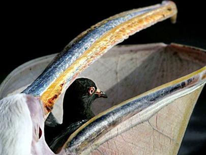 Bồ nông ăn bồ câu
