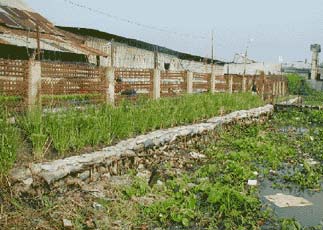 An Gianh: Trồng cỏ vetiver bảo vệ kè, bờ sông, đê bao