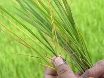 Bệnh vi-rút vàng lùn, lùn xoăn lá trên lúa: Bệnh mới...