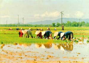 Giống lúa lai B-TE1 phát huy ưu thế kháng bạc lá