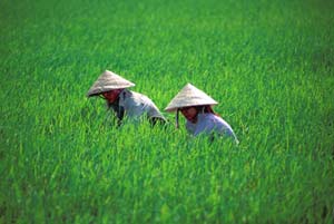 11 tỷ đồng ứng dụng công nghệ sinh học trong nông nghiệp