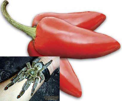 Nhện và ớt cũng có điểm chung