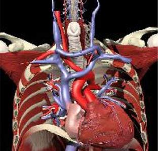 Công nghệ 3D giúp xác định vị trí cơn đau