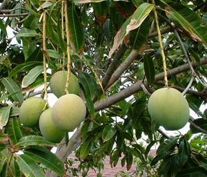 Xử lý xoài ra hoa ở phía Bắc