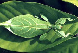 Bọ lá