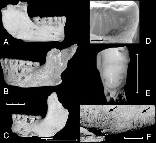 Người Neanderthal từng ăn thịt người chết