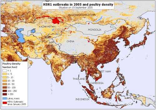 FAO: H5N1 có thể gây ra hiệu ứng domino