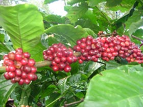 Để có vườn cà phê sạch năng suất cao