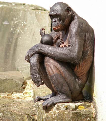 Phôi thai lai tạo giữa người và động vật gây tranh cãi tại Anh