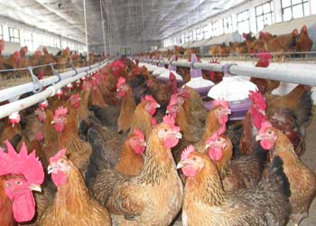 Cúm gia cầm đe dọa 'tấn công' miền Bắc
