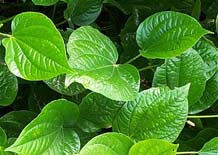 Dùng lá trầu không để chữa các bệnh phụ nữ