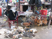 Dịch cúm gia cầm diễn biến phức tạp