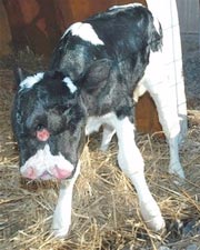 Con bê có 2 khuôn mặt