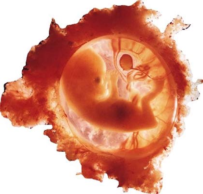 Phát hiện nguồn sản xuất tế bào mầm mới