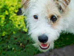 Trí nhớ của giống chó Fido