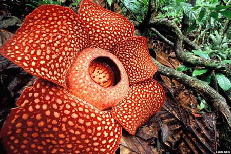Tìm ra nguồn gốc loài hoa thối khổng lồ