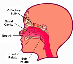 Mũi - người lính gác của phổi