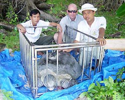 Theo dõi rùa bằng... vệ tinh