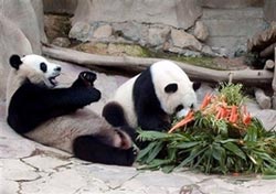 Gấu trúc quá béo để "yêu"