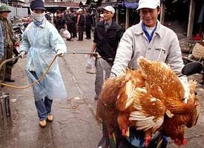 Chiến dịch truyền thông phòng chống cúm gia cầm
