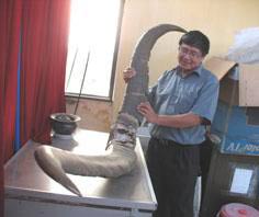 Thêm căn cứ về loài thú khổng lồ có ở Việt Nam